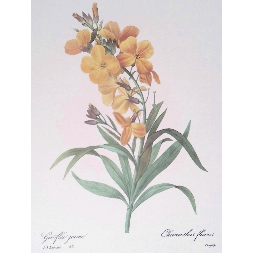 Vintage Redouté Print Golden Wallflower Cheiranthus Botanical Flower Wall Art